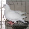 供应肉鸽